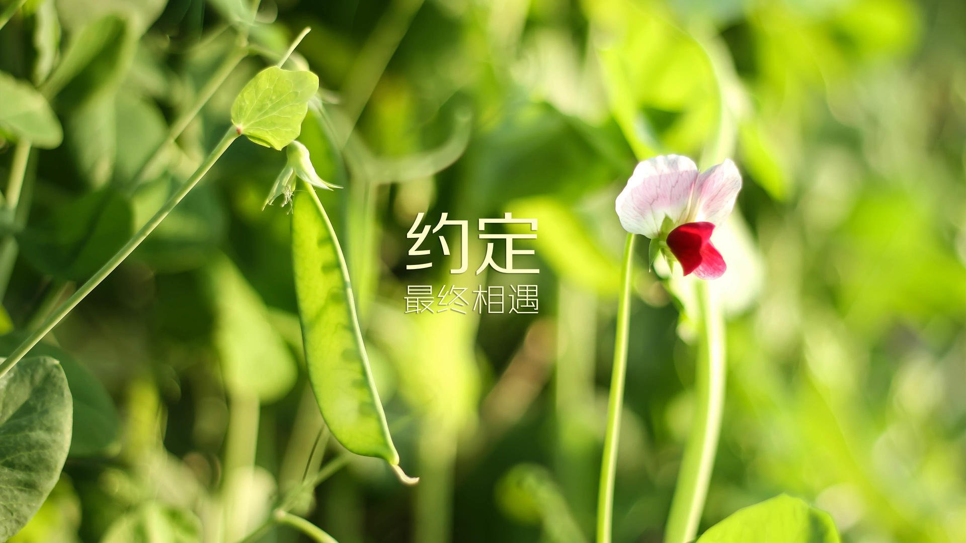 AYX体育-中国女篮国家队秘密集训，为奥运冲金蓄势待发，中国女篮训练