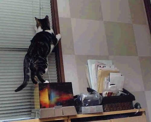 亚冠联赛中国女足惨败 球员配合存在不足,中国女足亚洲杯日程