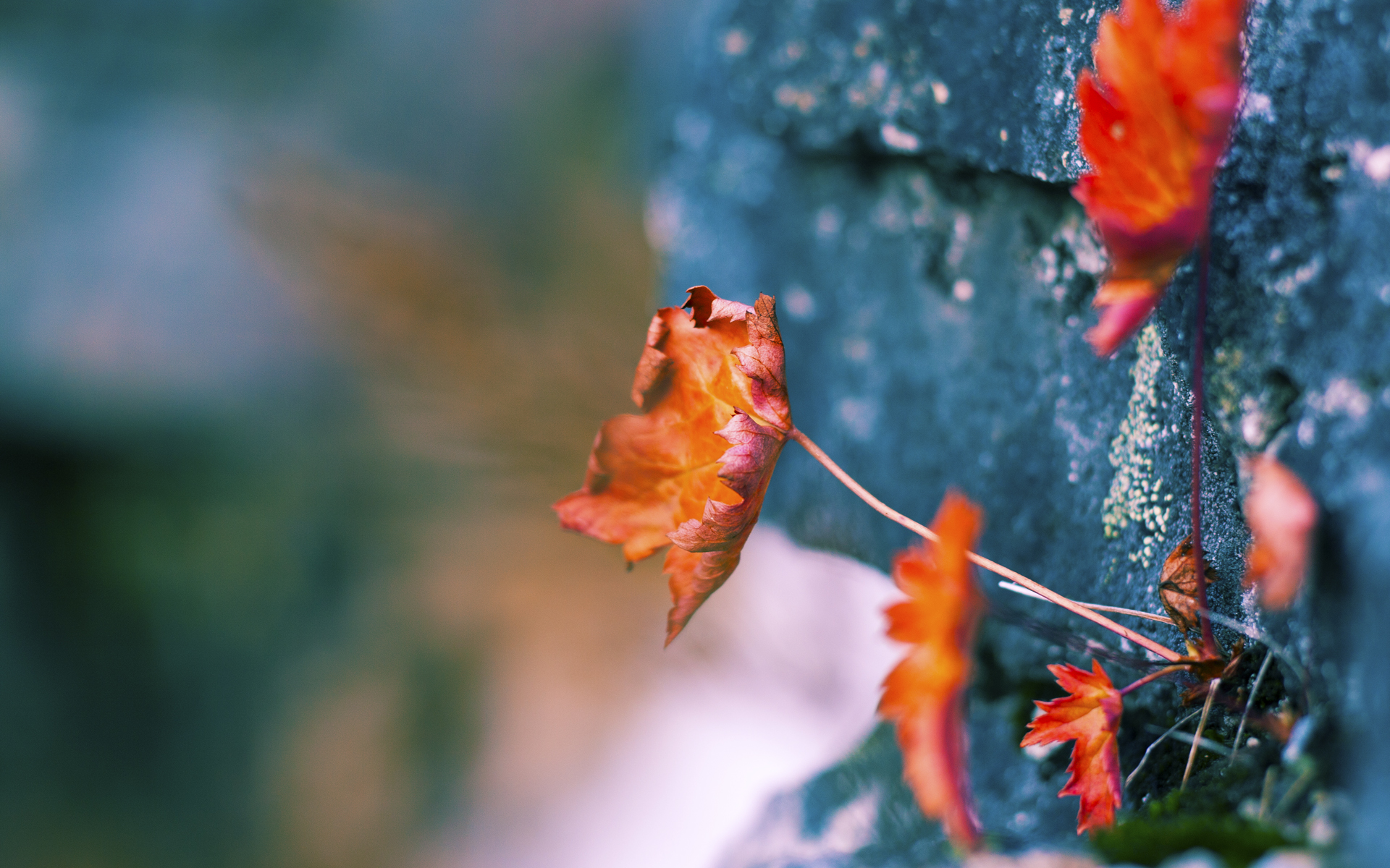 亚冠联赛中国青年队晋级 球迷高度评价团队合作，2021亚冠 青年队