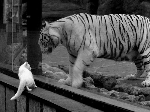 爱游戏app下载-女子仰泳夺铜 实现奖牌突破，女子100米仰泳中国队包揽金银铜