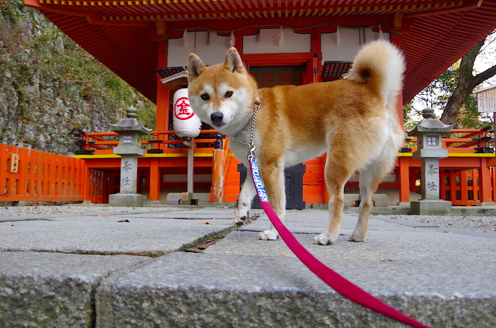 爱游戏官方网站-哈萨克斯坦男篮在欧洲预赛中奋勇争先，攻占一席之地