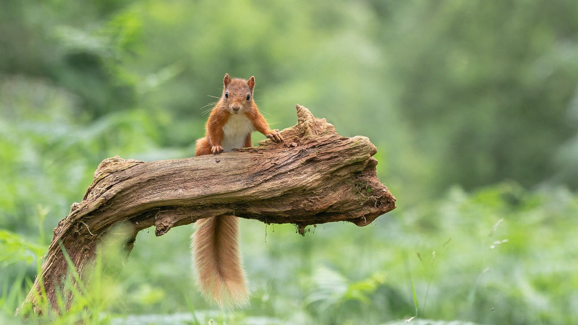 爱游戏体育（AYX）官方APP下载-布克谈训练细节决定比赛成败，布克训练照
