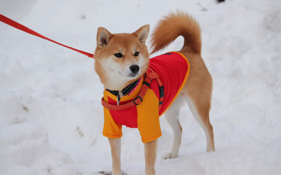 爱游戏登录入口-瑞安的传球与突破，成为全黑队进攻的催化剂，瑞安cs