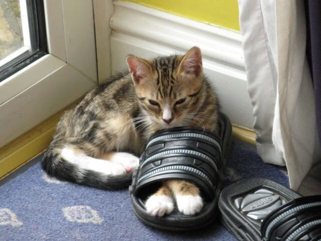 足球专项奖学金项目启动鼓励学生坚持运动训练,小学生足球训练营奖状